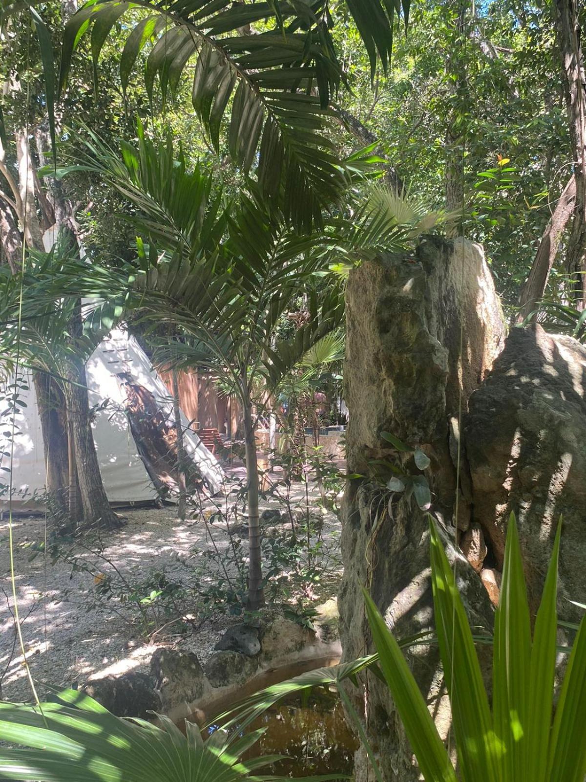 Bufo Alvarius Tulum Extérieur photo